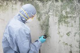 Best Attic Mold Removal  in USA